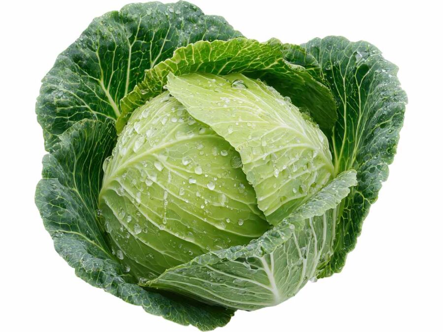 Cabbage
