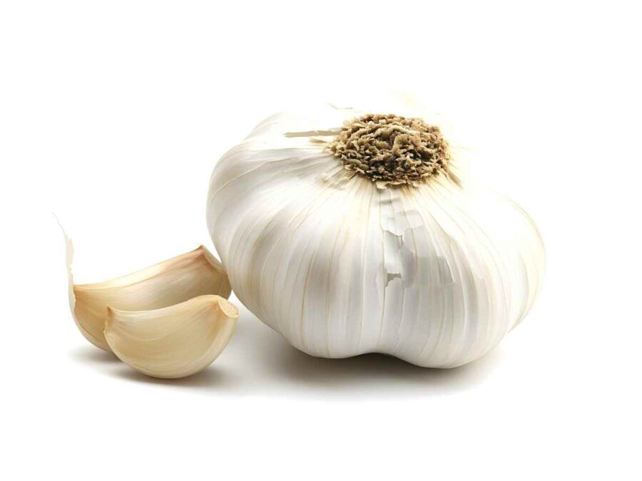 Garlic