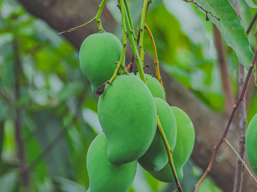 Raw Mango