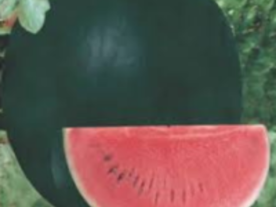 Watermelon